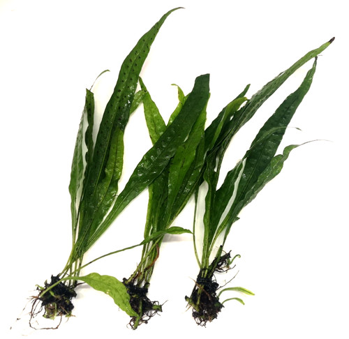 Java fern narrow - 3x,