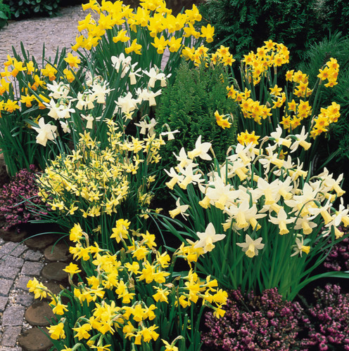 Mixed dwarf daffodils narcissi - dwarf,