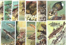 Marine Fish & Animals 12 Large Rare Berlin Morning Post 1962 Trade Cards Sharks
