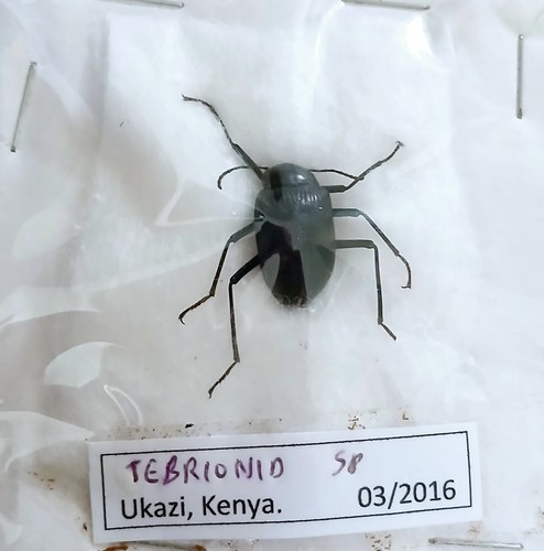 Darkling small beetle - small, (a1-)