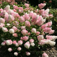 Hydrangea Paniculata Vanille