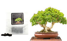 30 Common Boxwood Bonsai Seeds | Grow Your Own Bonsai Tree | Great for Beginners