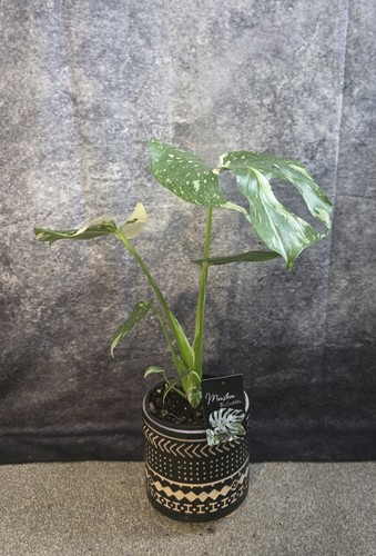 Monstera thai constellation - d.,