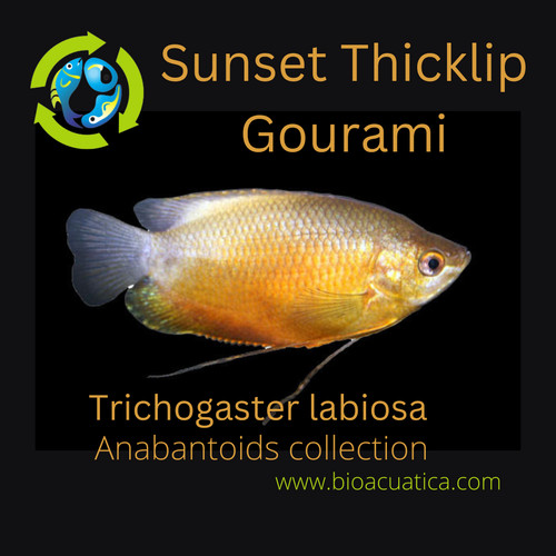 Beautiful sunset thicklip - beautiful,
