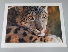 Carl Brenders Snow Leopard
