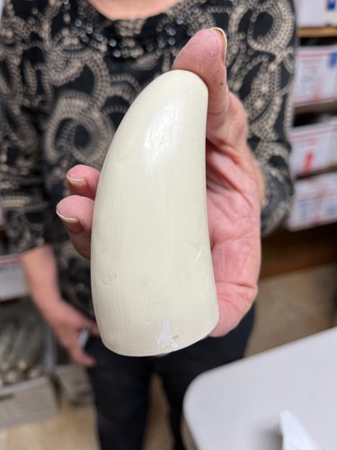Blank sperm whale replica - blank,