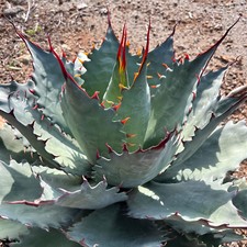 Agave ‘Corona del Diablo’