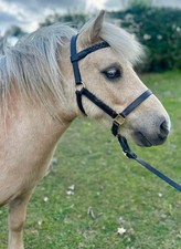 Shetland Leather Inhand Show