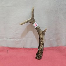 Deer roe antler thumbstick - /roe, ,thumbstick/