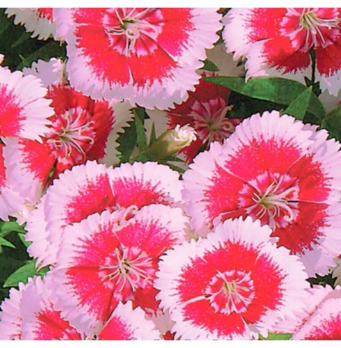 150 dianthus plumarius - x,