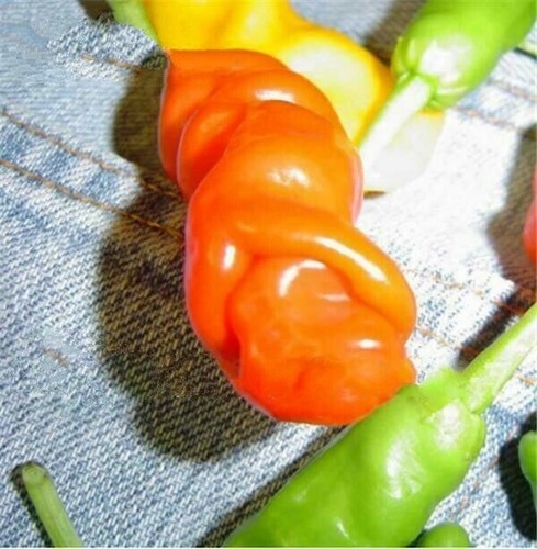 200 orange penis peter - 200,