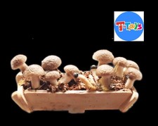 DOLLS HOUSE - WOODEN HANDMADE MUSHROOM CRATE/ FAIRY GARDEN - 1/12TH SCALE