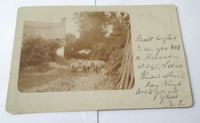 flock of sheep posted