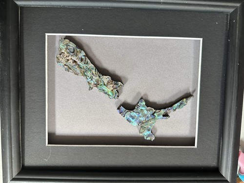 New zealand paua - paua, shell