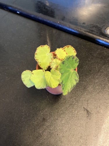 Begonia rex limeade small - begonia,