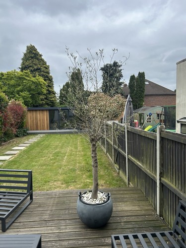 Large potted olive - , tree