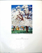 Antique Print Spring Tree In Blossom G Brown How To Do It Pen Drawing 1944
