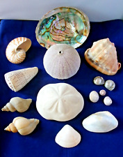 Lot  15 Sea Shells Abalone