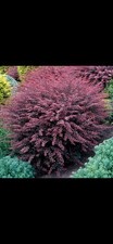 Berberis rose glow plant - rose,