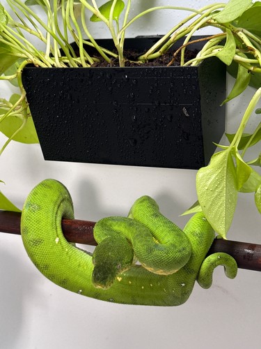 Wall mounted vivarium plant - mounted,