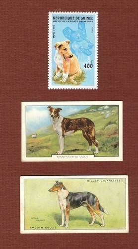 Smooth collie dog mnh postage - collie,