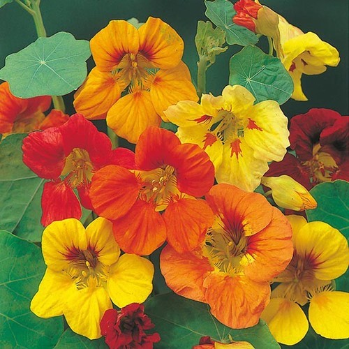 Fothergill trailing - fothergill's,