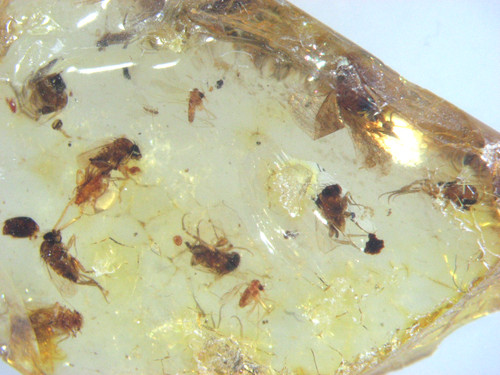 Pliocene amber kenya - pliocene,