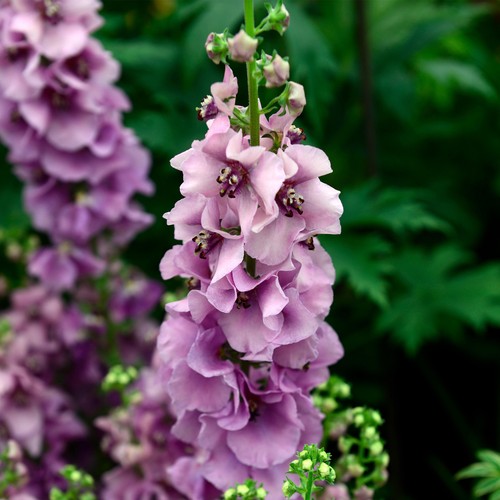 Verbascum lavender lass - lass,