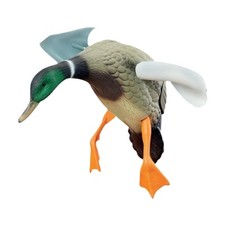 Mallard Ducks Models Motion