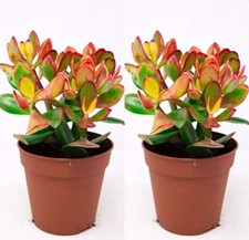 Jade Money Plant Crassula