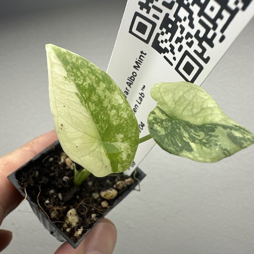 Alocasia sinuata variegata