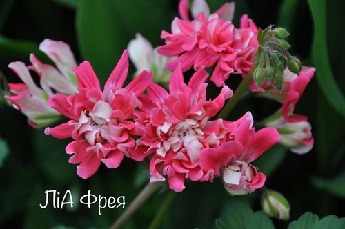Pelargonium lia freya - lia, freya💫