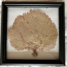 Ocean Real Dried White Coral