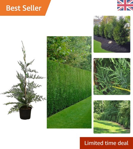 Dense foliage leyland cypress - foliage,