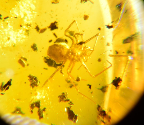 Big spider dominican amber - big,