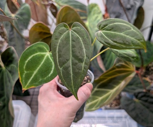 Anthurium caycee bumpy - anthurium, noid