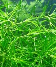 Guppy Grass (Najas