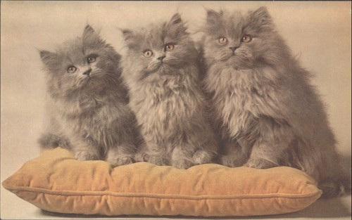 Vintage blue persian - blue, kittens