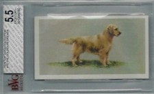 1979 Grandee Top Dogs