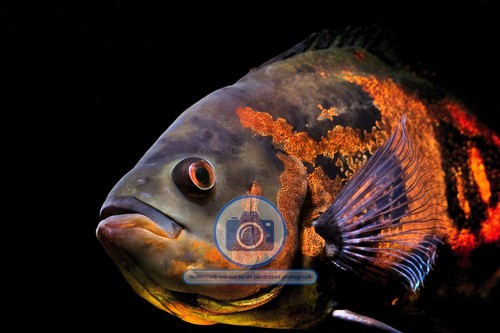 Oscar aquarium fish south - oscar,