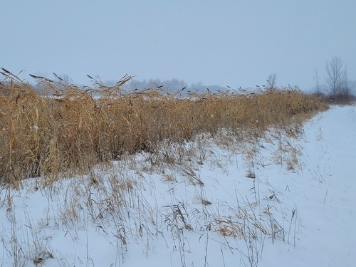 Deer upland food plot - deer/upland,