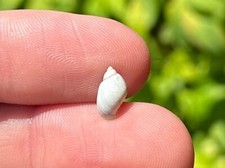 Spain Fossil Gastropod Lymnaea bouilleti Pleistocene Age Shell