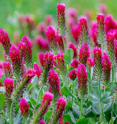 Trifolium rubens ruddy - trifolium,