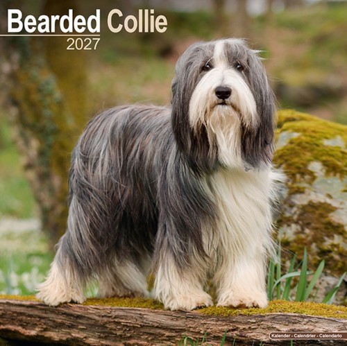 Bearded collie - bearded,