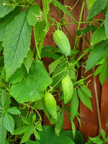 100 genuine achocha - 100%,
