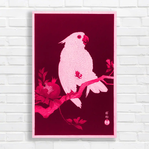 Elegant cockatoo tropical bird - cockatoo,