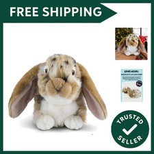 Brown Dutch Lop Eared Rabbit