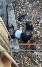 6 Mixed Breed Bantam Eggs