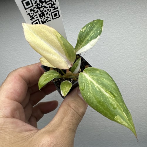 Philodendron gloriosum - philodendron,