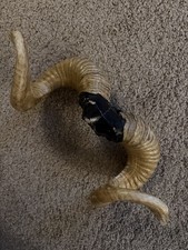 Taxidermy Rams Horns Sheep